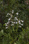 Manyflower beardtongue